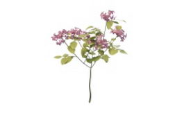Purple flowering plant 3d model preview