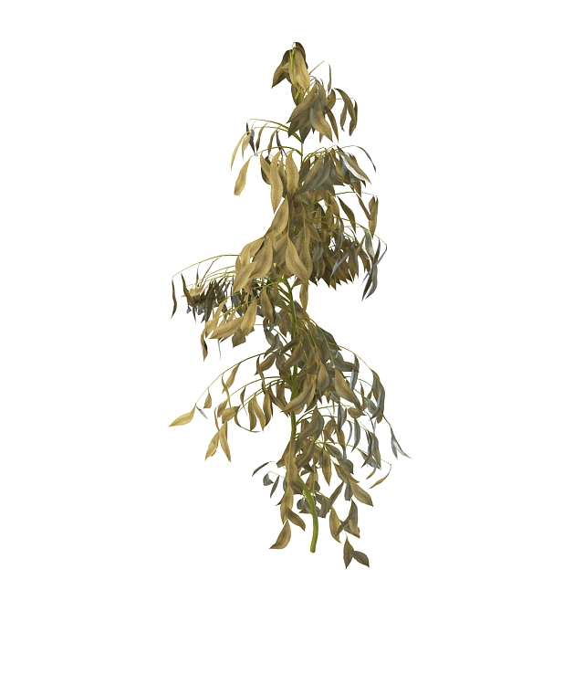 Withered plant 3d rendering