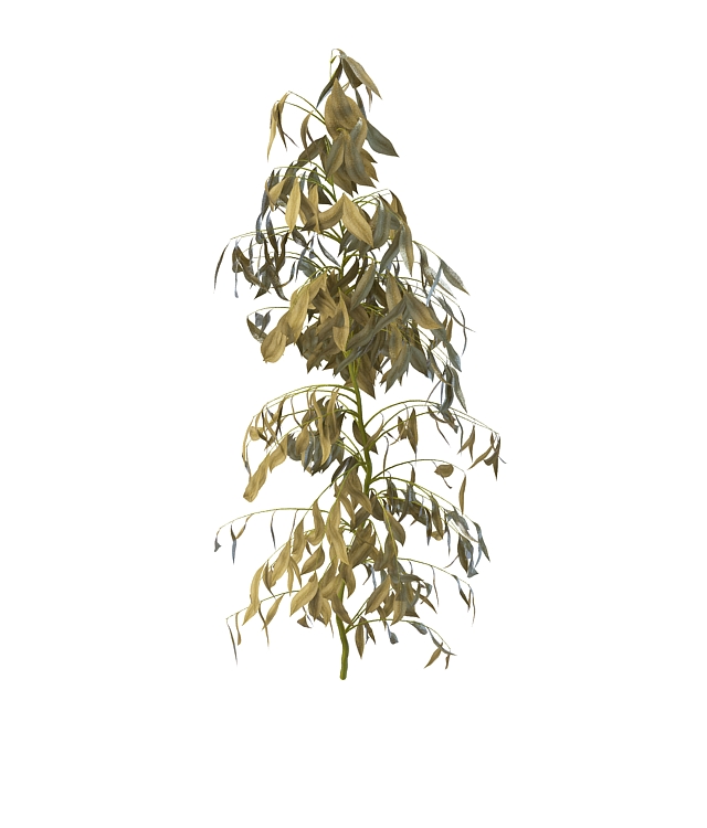 Withered plant 3d rendering