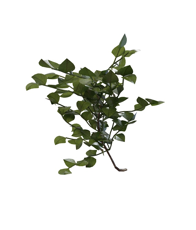 Branch of the forest shrub 3d rendering