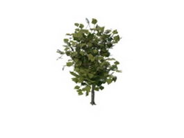 Evergreen aromatic tree 3d model preview