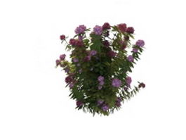 Flowering shrubs for full sun 3d model preview