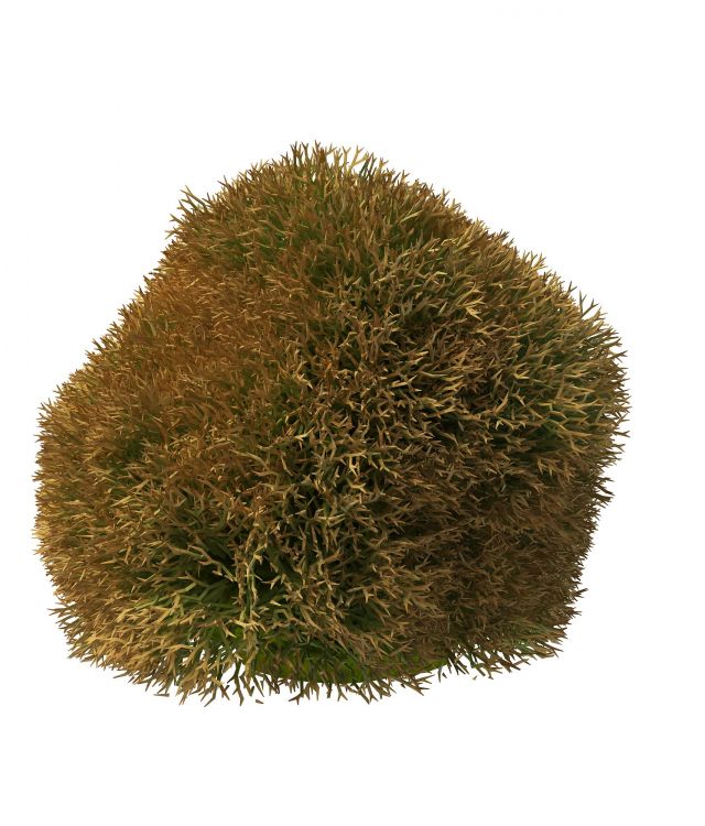 Topiary grass 3d rendering