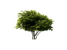Mulberry tree 3d model preview