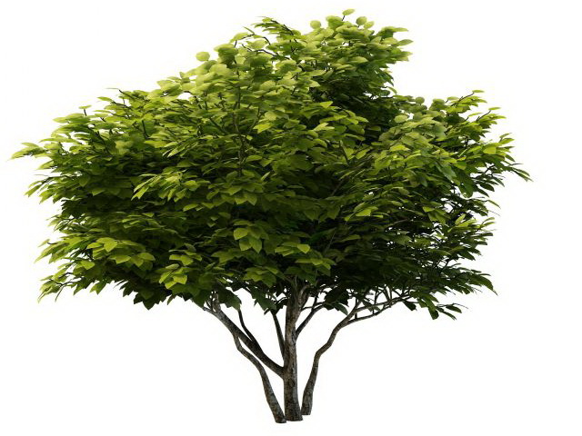 Mulberry tree 3d rendering