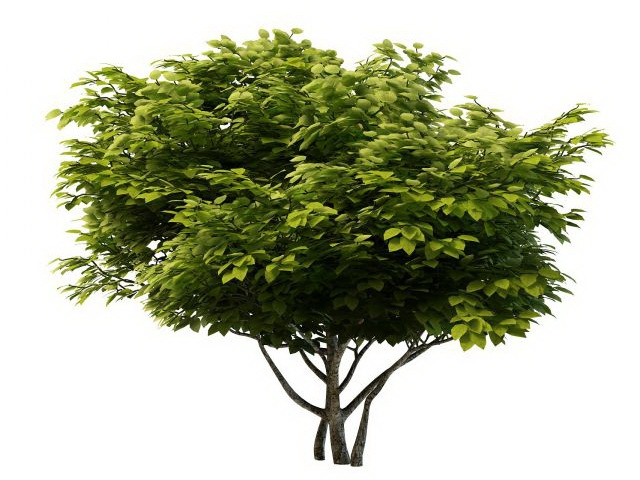 Mulberry tree 3d rendering