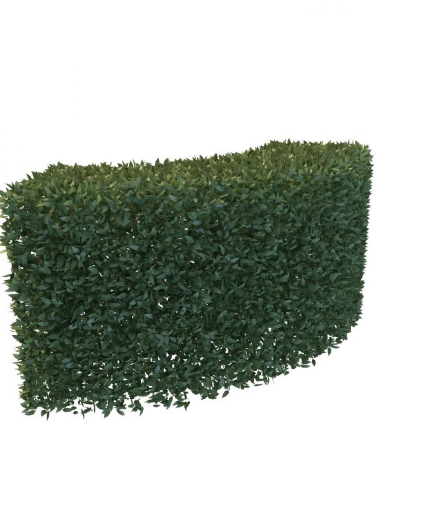 Hedge trimmed bush 3d rendering