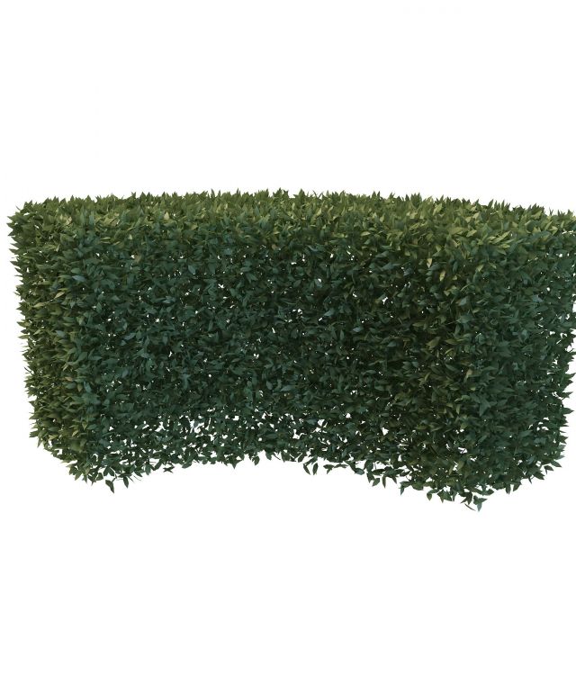 Hedge trimmed bush 3d rendering