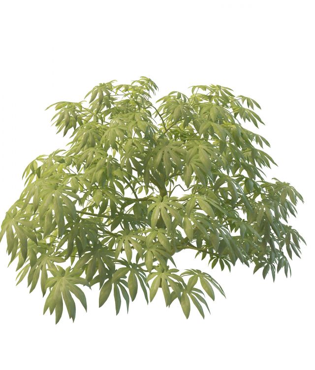 Fatsia japonica plant 3d rendering