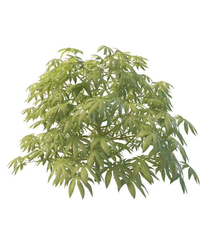 Fatsia japonica plant 3d rendering