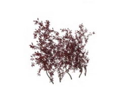 Purpleleaf sand cherry 3d model preview