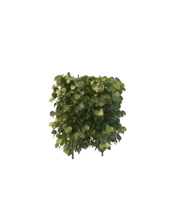 Privacy hedge 3d rendering