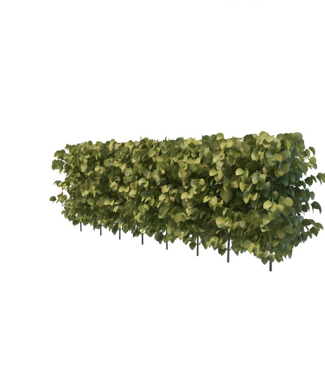 Privacy hedge 3d rendering
