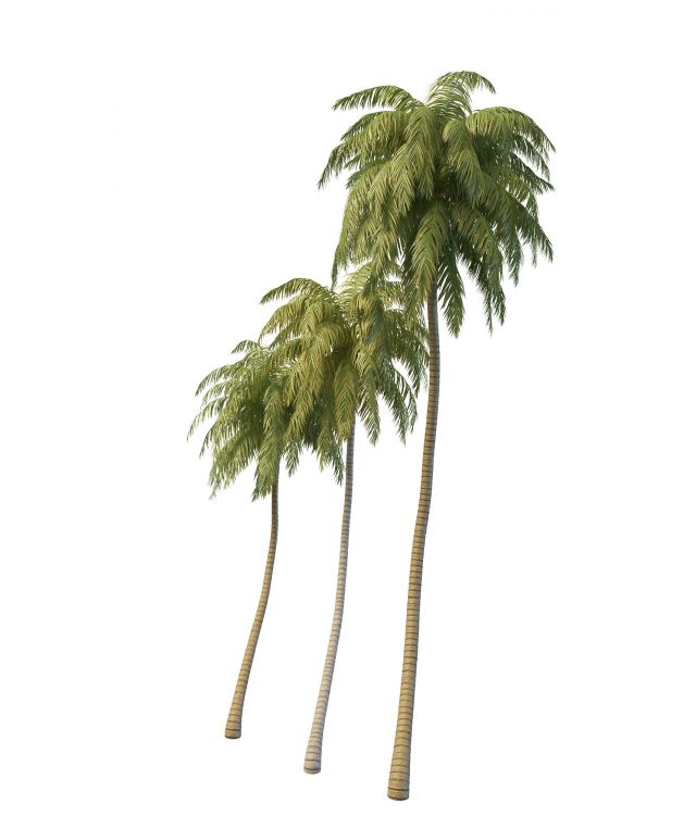 Coconut palm trees 3d rendering