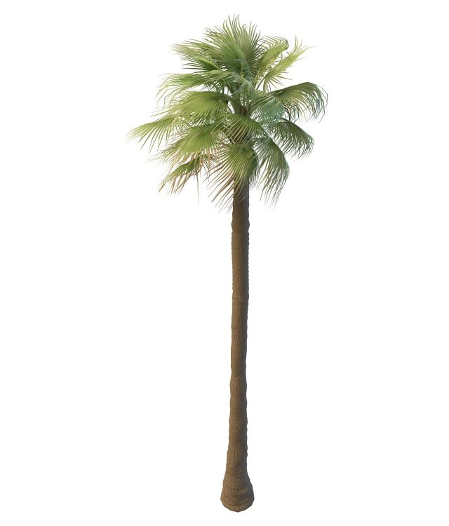 Tall Mexican fan palm tree 3d rendering