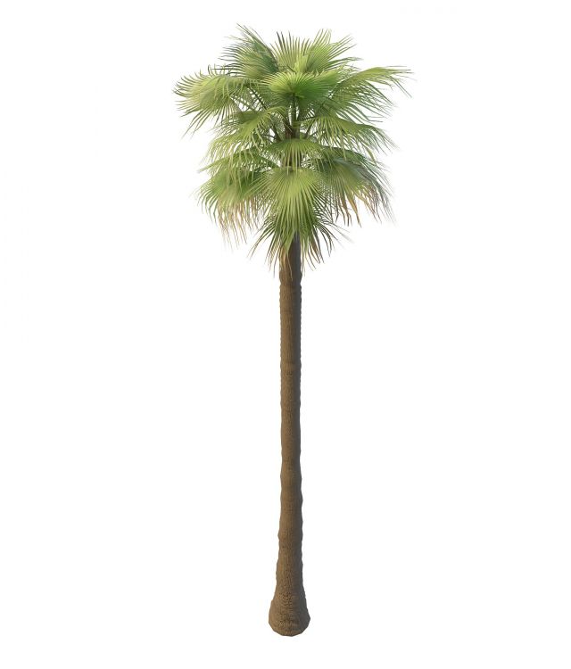 Tall Mexican fan palm tree 3d rendering