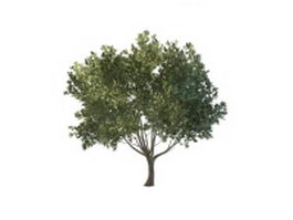 Green flourishing tree 3d model preview