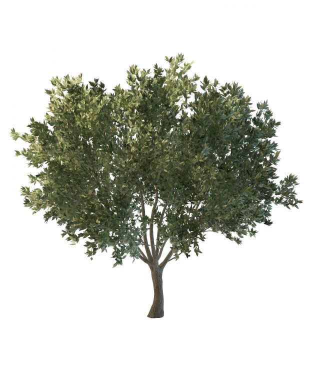 Green flourishing tree 3d rendering