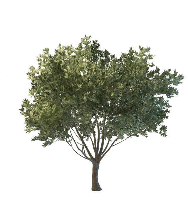 Green flourishing tree 3d rendering