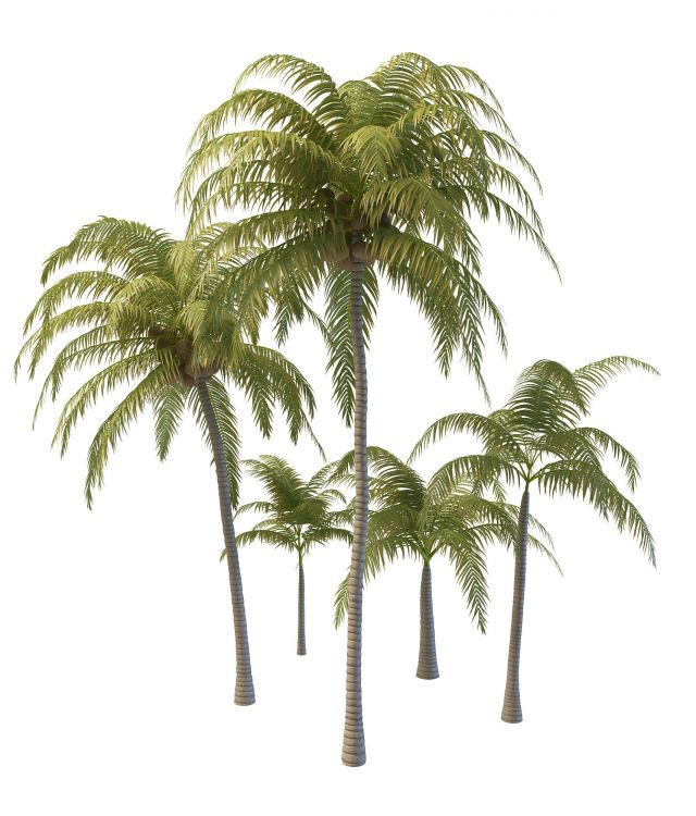 Tropical coconut trees 3d rendering