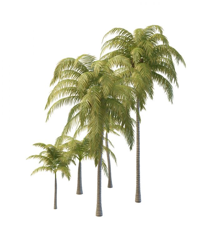 Tropical coconut trees 3d rendering