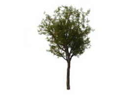 Chinese scholar tree 3d model preview