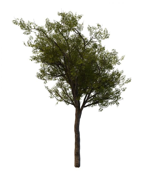 Chinese scholar tree 3d rendering