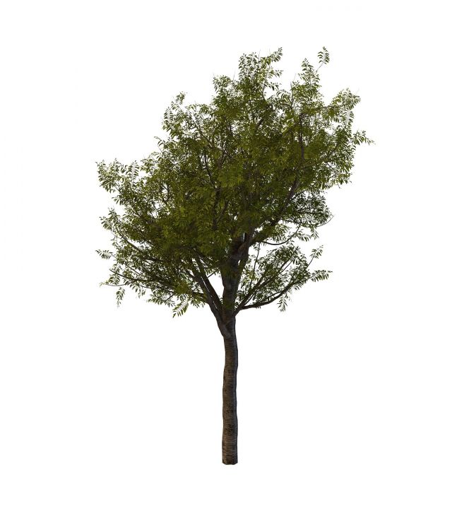 Chinese scholar tree 3d rendering