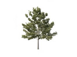 Bigtooth Aspen tree 3d model preview