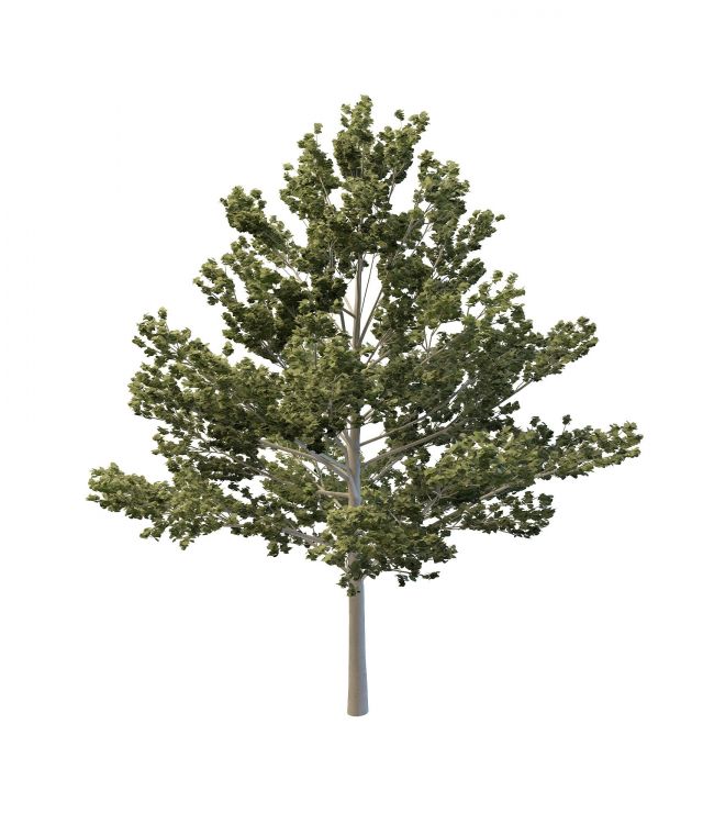 Bigtooth Aspen tree 3d rendering