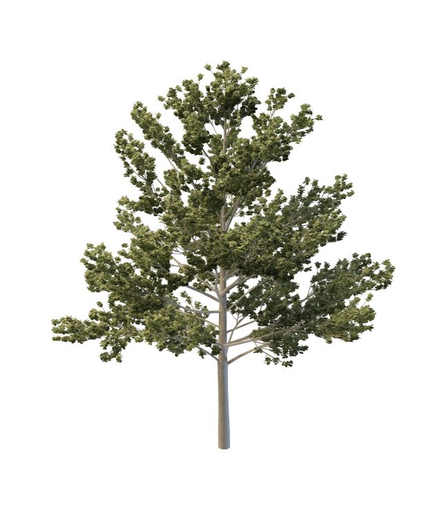 Bigtooth Aspen tree 3d rendering