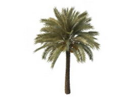 Palm tree with seeds 3d model preview