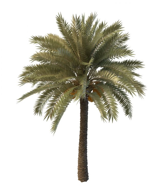 Palm tree with seeds 3d rendering