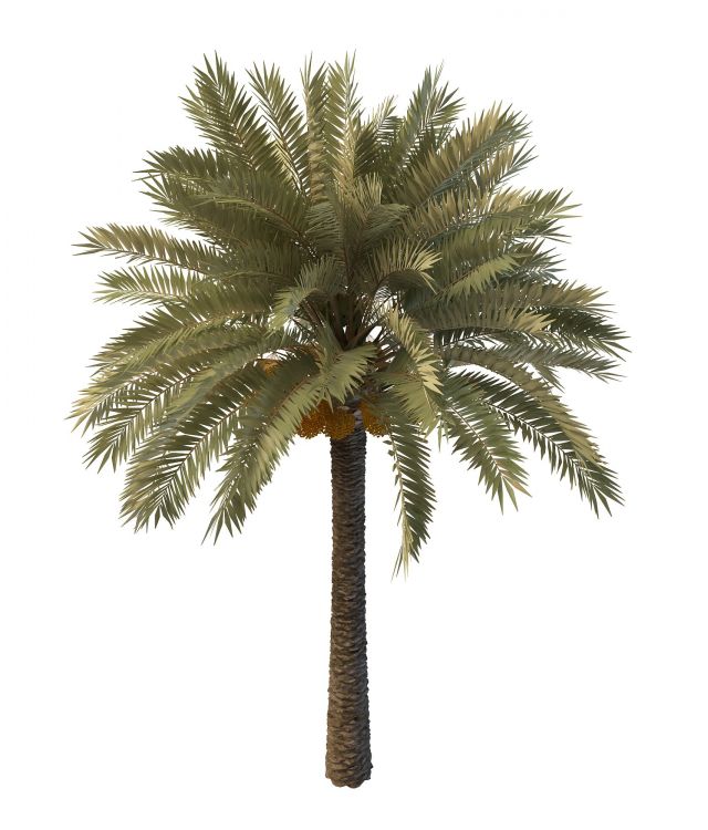 Palm tree with seeds 3d rendering