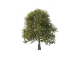 Silver Elm Tree 3d model preview