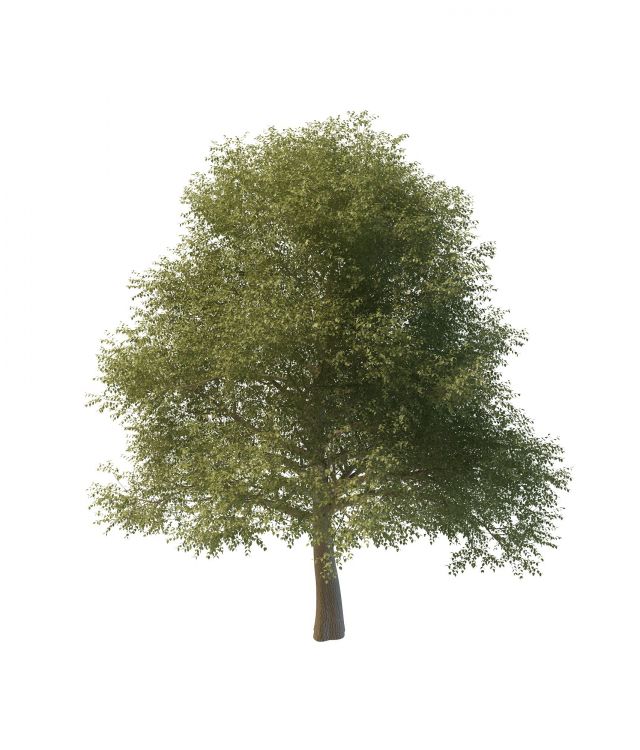 Silver Elm Tree 3d rendering