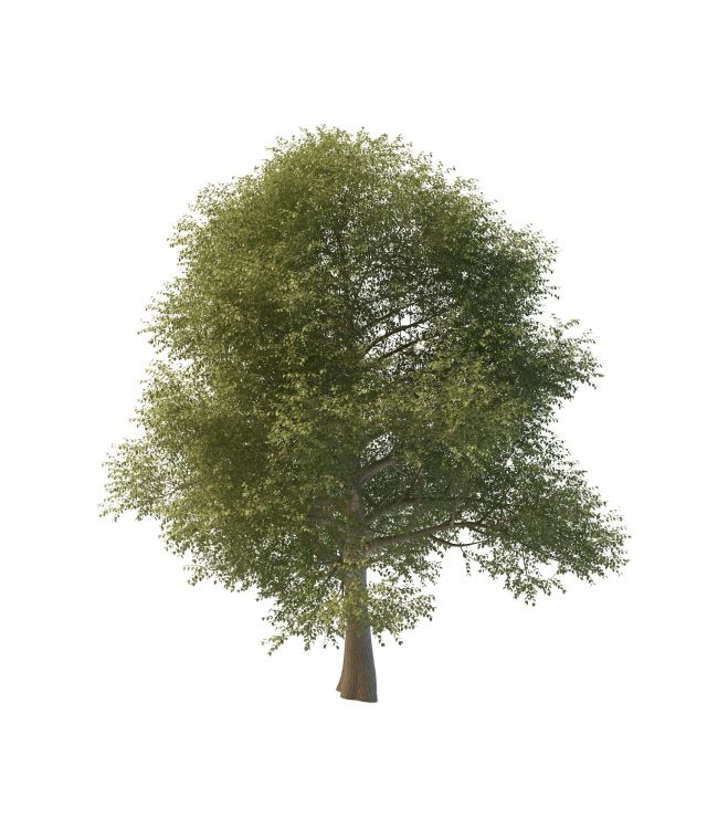 Silver Elm Tree 3d rendering