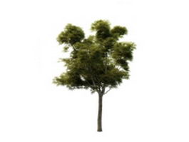Sycamore maple tree 3d model preview