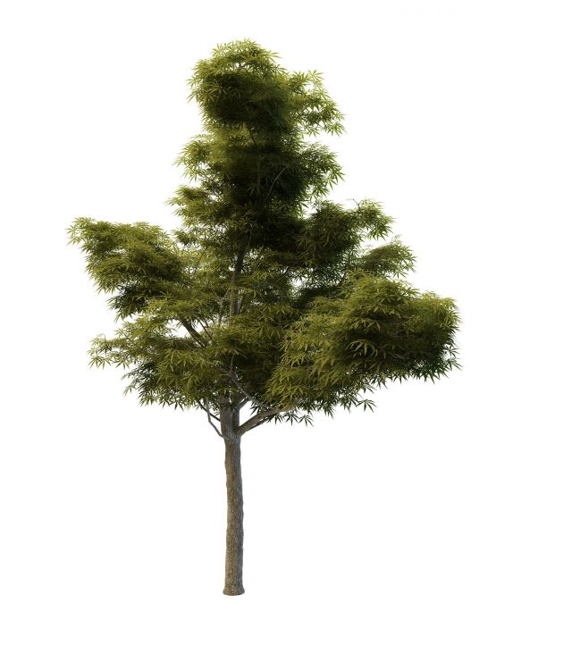 Sycamore maple tree 3d rendering