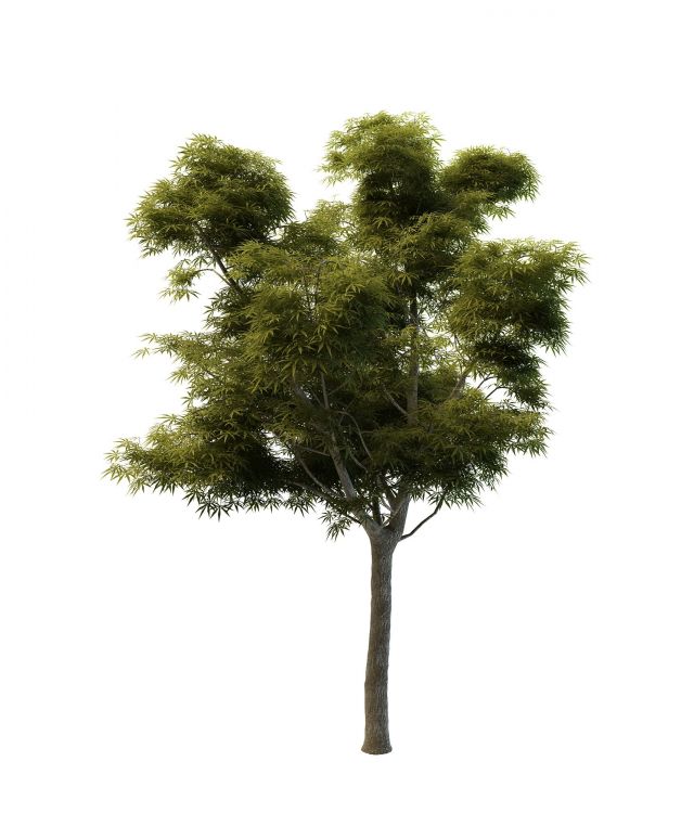 Sycamore maple tree 3d rendering