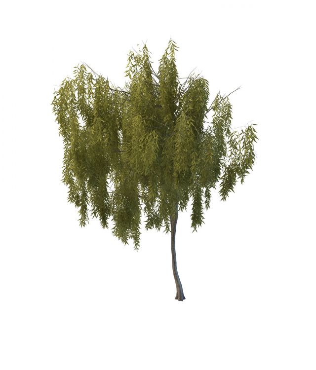 Dwarf willow tree 3d rendering
