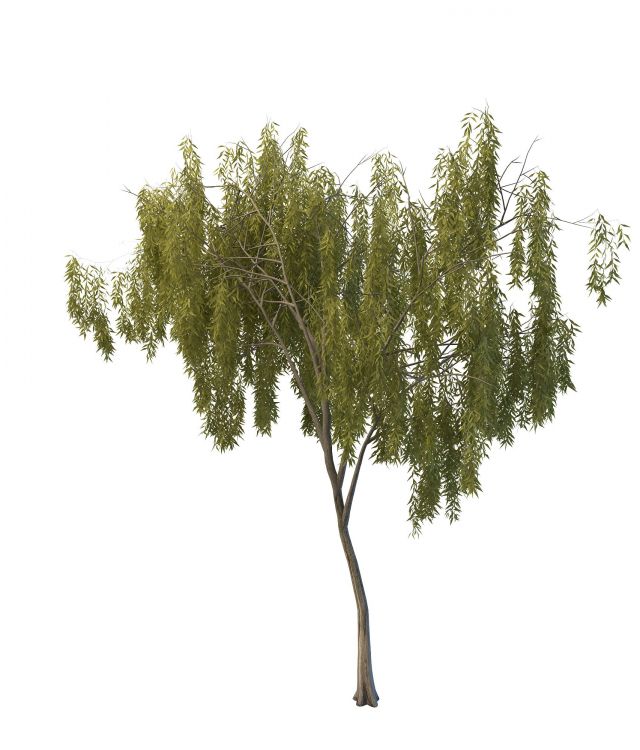 Dwarf willow tree 3d rendering