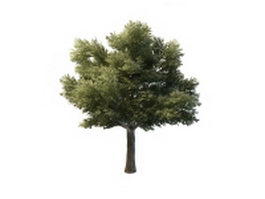 Tilia heterophylla tree 3d model preview