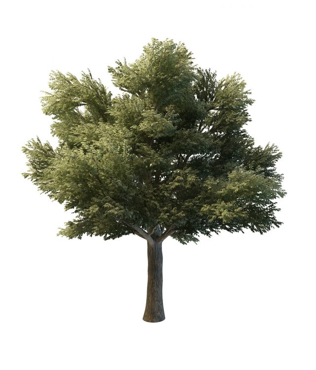 Tilia heterophylla tree 3d rendering