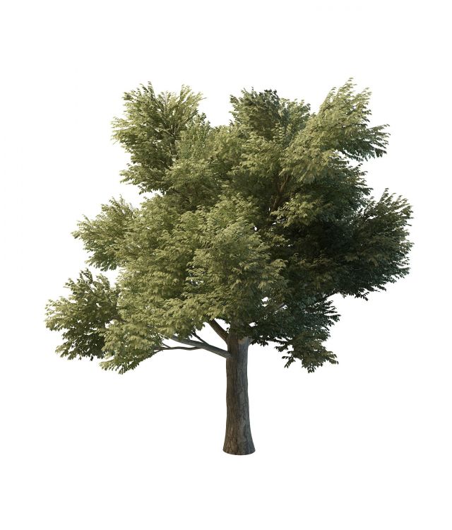 Tilia heterophylla tree 3d rendering