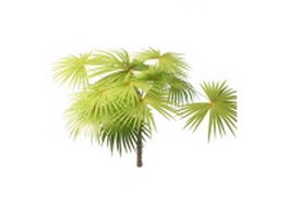 Latania fan palm tree 3d model preview