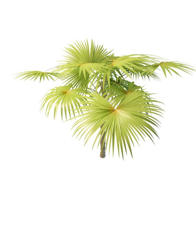 Latania fan palm tree 3d rendering