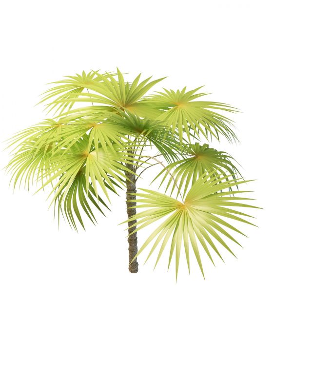 Latania fan palm tree 3d rendering