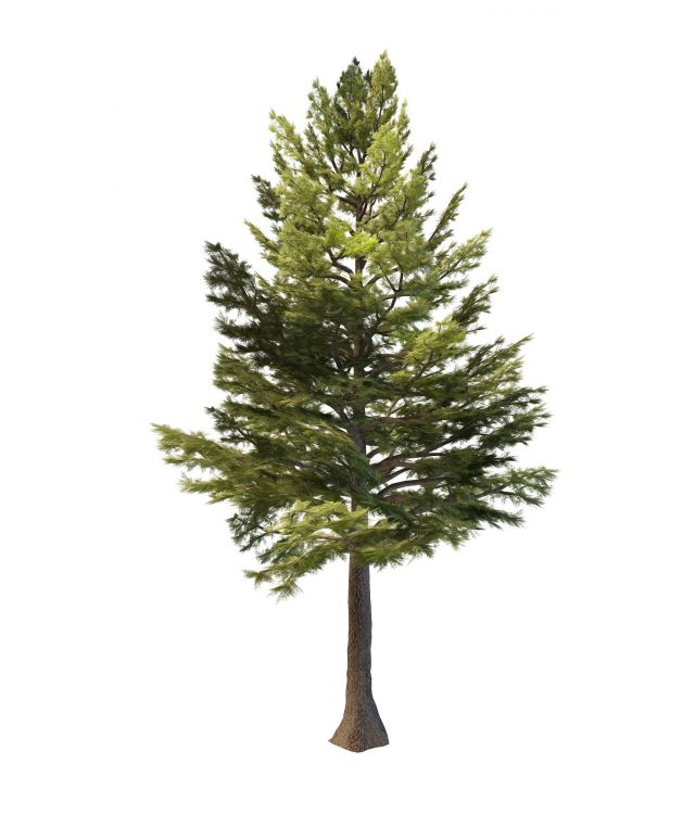 Lebanon cedar tree 3d rendering