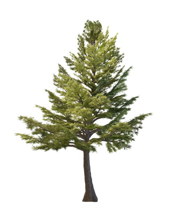Lebanon cedar tree 3d rendering